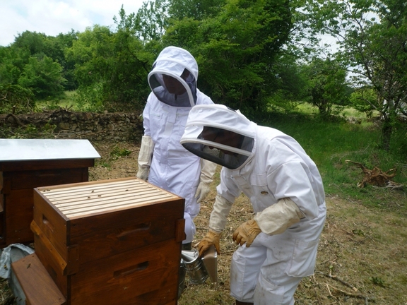 RÃ©sultat de recherche d'images pour "abeilles bonnefont"